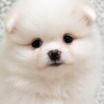Reno-male-pomeranian-puppy-for-sale- (1)