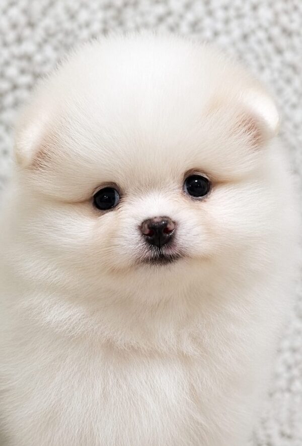 Reno Pomeranian Reno Pomeranian