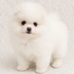Reno-male-pomeranian-puppy-for-sale- (2)