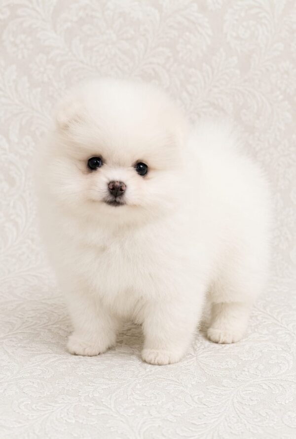 Reno Pomeranian Reno Pomeranian
