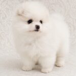 Reno-male-pomeranian-puppy-for-sale- (3)