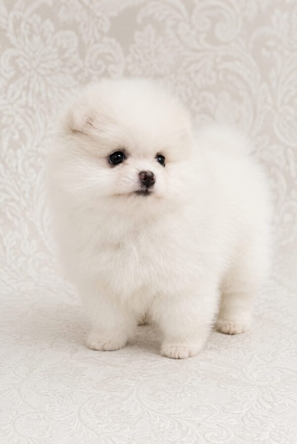 Reno Pomeranian Reno Pomeranian