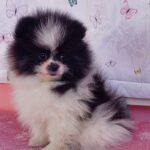 Rianna-female-pomeranian-puppy-for-sale- (1)