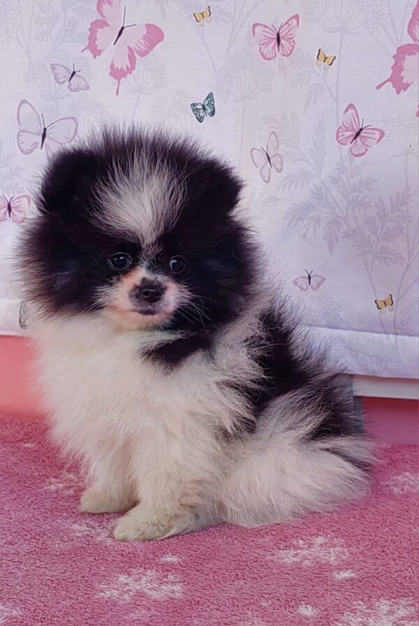 Rianna Pomeranian Rianna Pomeranian