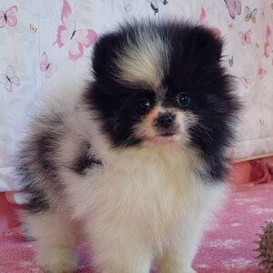 Rianna Pomeranian Rianna Pomeranian
