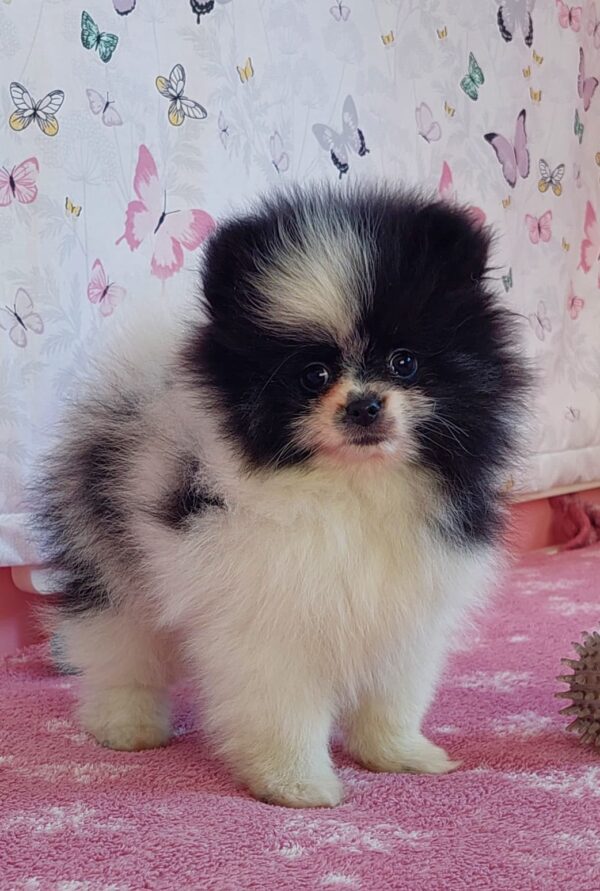 Rianna Pomeranian Rianna Pomeranian