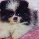 Rianna-female-pomeranian-puppy-for-sale- (3)