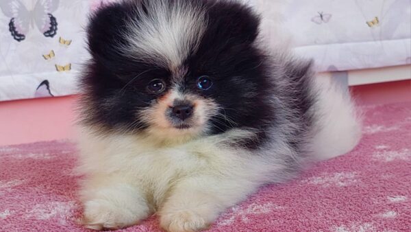Rianna Pomeranian Rianna Pomeranian