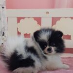 Rianna-female-pomeranian-puppy-for-sale- (4)
