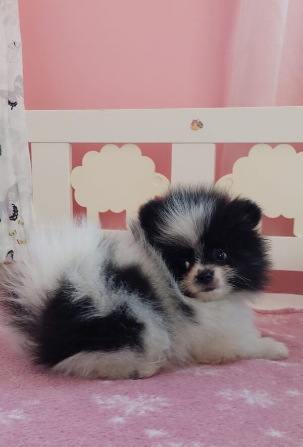 Rianna Pomeranian Rianna Pomeranian