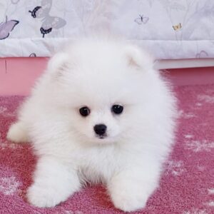 Rico Pomeranian Rico Pomeranian