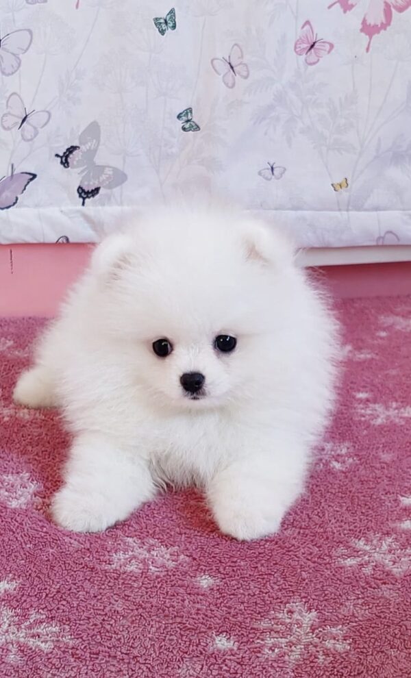 Rico Pomeranian Rico Pomeranian