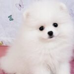 Rico-male-pomeranian-puppy-for-sale- (2)