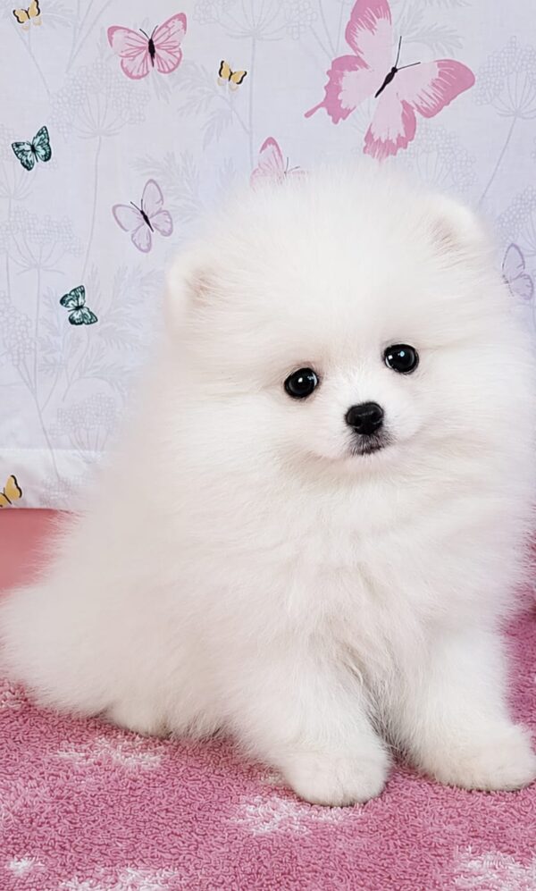 Rico Pomeranian Rico Pomeranian