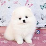 Rico-male-pomeranian-puppy-for-sale- (3)