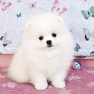 Rico Pomeranian Rico Pomeranian