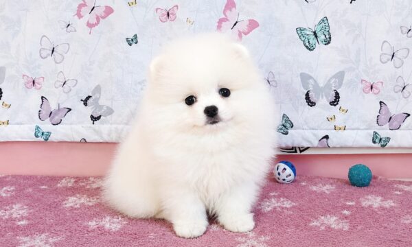 Rico Pomeranian Rico Pomeranian