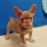 Riri-female-French-bulldog-puppy-for-sale-1