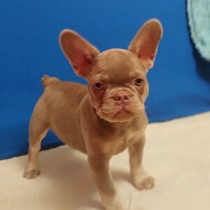 Riri French Bulldog Riri French Bulldog