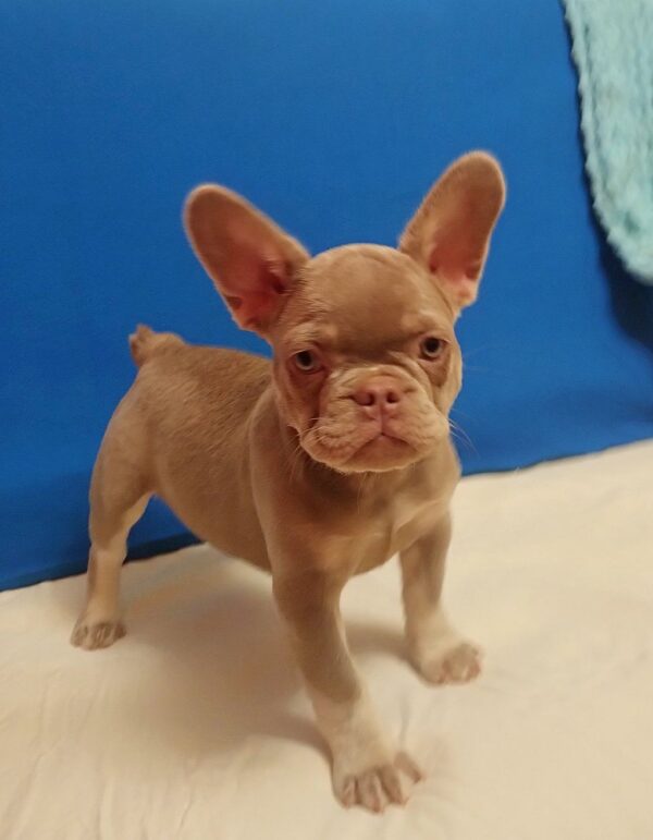 Riri French Bulldog Riri French Bulldog