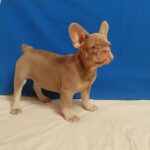 Riri-female-French-bulldog-puppy-for-sale-2