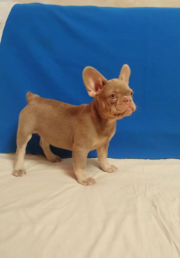 Riri French Bulldog Riri French Bulldog