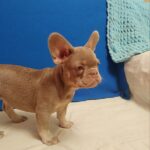 Riri-female-French-bulldog-puppy-for-sale-3