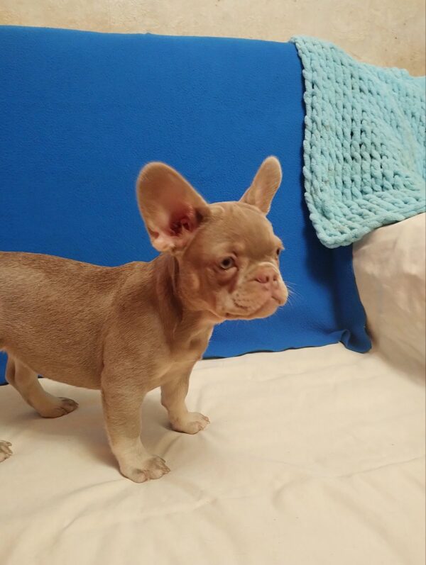 Riri French Bulldog Riri French Bulldog