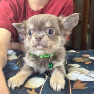 Rocco Chihuahua Rocco Chihuahua