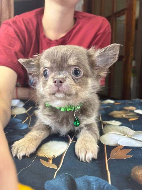 Rocco Chihuahua Rocco Chihuahua