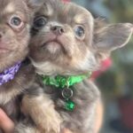 Rocco-male-Chihuahua-puppy-for sale-2