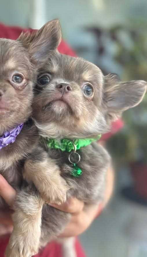 Rocco Chihuahua Rocco Chihuahua