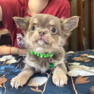 Rocco Chihuahua Rocco Chihuahua