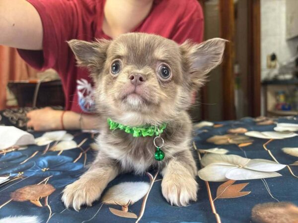 Rocco Chihuahua Rocco Chihuahua