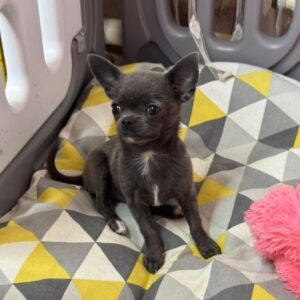 Rochelle Chihuahua Rochelle Chihuahua