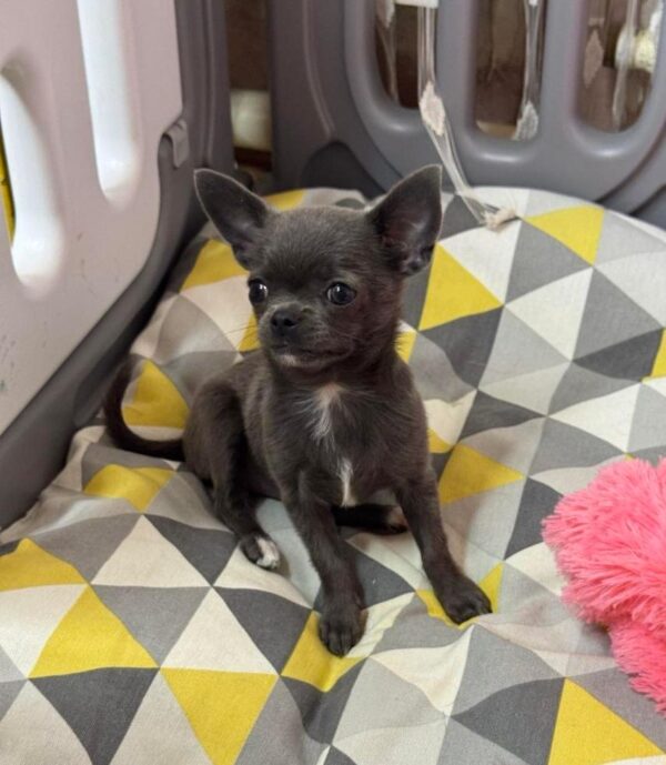 Rochelle Chihuahua Rochelle Chihuahua