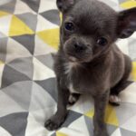 Rochelle-female-Chihuahua-puppy-for-sale-1 (2)
