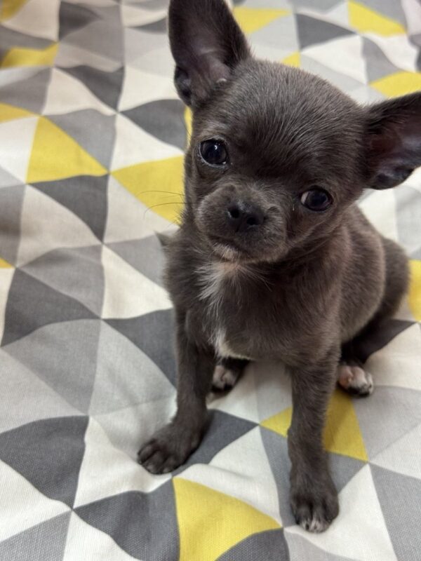 Rochelle Chihuahua Rochelle Chihuahua