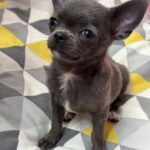 Rochelle-female-Chihuahua-puppy-for-sale-1 (3)
