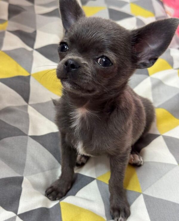 Rochelle Chihuahua Rochelle Chihuahua