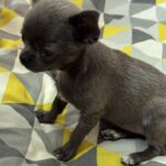 Rochelle-female-Chihuahua-puppy-for-sale-1 (4)