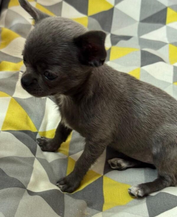 Rochelle Chihuahua Rochelle Chihuahua