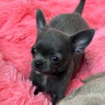 Rochelle-female-Chihuahua-puppy-for-sale-1 (5)