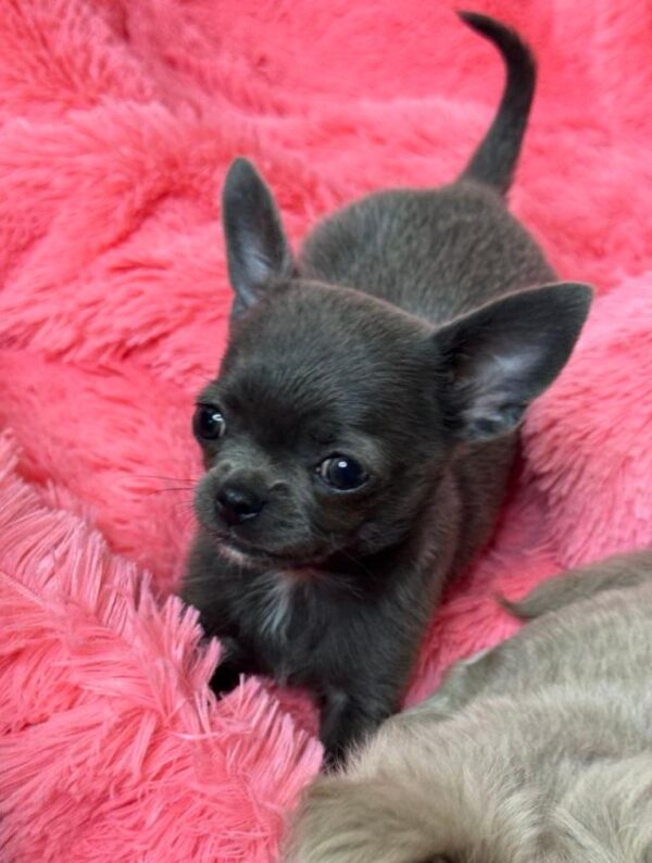 Rochelle Chihuahua Rochelle Chihuahua