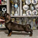 Rolo-male-Dachshund-puppy-for-sale (1)