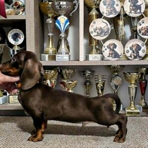 Rolo Dachshund Rolo Dachshund