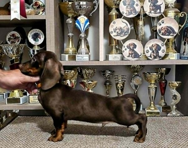 Rolo Dachshund Rolo Dachshund