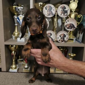 Rolo Dachshund Rolo Dachshund
