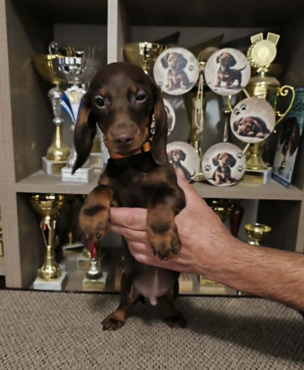 Rolo Dachshund Rolo Dachshund