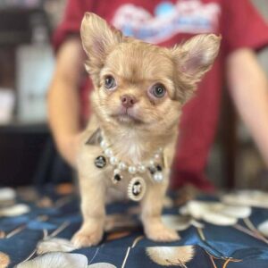 Rosalia Chihuahua Rosalia Chihuahua